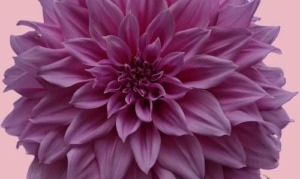 Dahlia roze 2 (3)